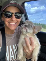 Teddy, a male French Bulldog for sale in Hartwell, GA – 5 of 8