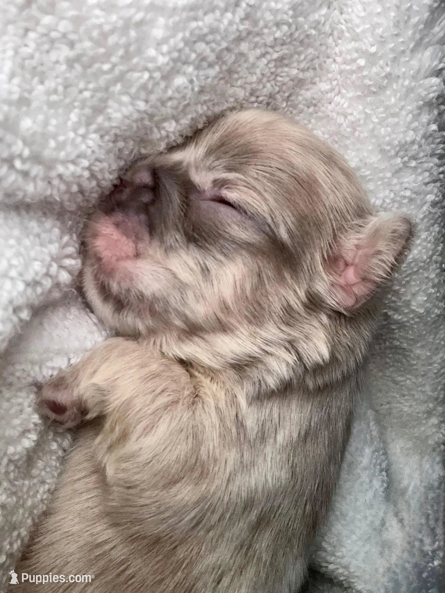 Teddy – French Bulldog puppy for sale in Hartwell, GA