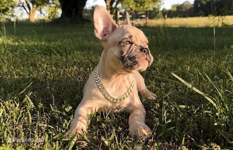 Rocky  – French Bulldog puppy for sale in Hartwell, GA