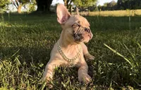 Rocky , a male French Bulldog for sale in Hartwell, GA – 1 of 3