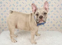 Birdman, a male French Bulldog for sale in Hartwell, GA – 4 of 4