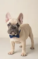 Aiko, a male French Bulldog for sale in Hartwell, GA – 1 of 3