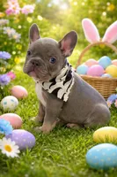 Mr. Gray, a male French Bulldog for sale in Hartwell, GA – 2 of 5