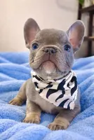 Mr. Gray, a male French Bulldog for sale in Hartwell, GA – 4 of 5