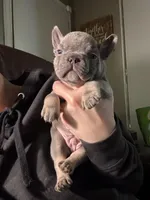 Blue, a male French Bulldog for sale in Hartwell, GA – Photo 2 of 7
