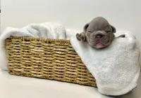 Blue, a male French Bulldog for sale in Hartwell, GA – Photo 3 of 7