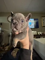 Blue, a male French Bulldog for sale in Hartwell, GA – Photo 6 of 7