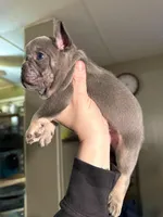 Blue, a male French Bulldog for sale in Hartwell, GA – Photo 4 of 7