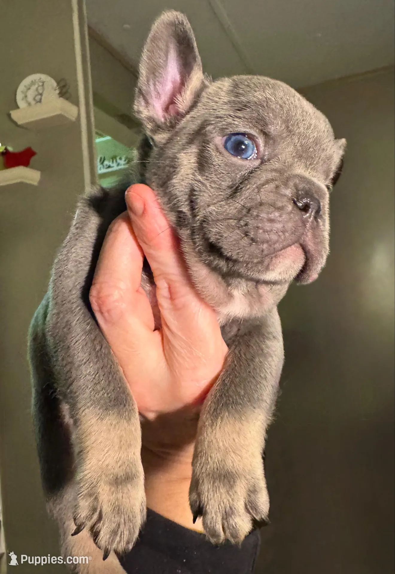 Blue – French Bulldog puppy for sale in Hartwell, GA