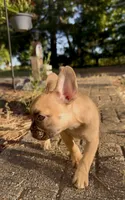 Chloe, a female French Bulldog for sale in Hartwell, GA – 3 of 3