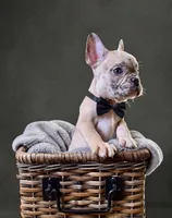 Rocky , a male French Bulldog for sale in Hartwell, GA – 3 of 3