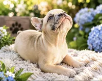 Birdman, a male French Bulldog for sale in Hartwell, GA – 1 of 4