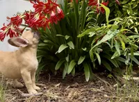 Cocoa, a female French Bulldog for sale in Hartwell, GA – 3 of 3