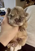 Teddy, a male French Bulldog for sale in Hartwell, GA – Photo 3 of 4