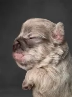 Teddy, a male French Bulldog for sale in Hartwell, GA – Photo 4 of 4