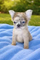 Teddy, a male French Bulldog for sale in Hartwell, GA – 3 of 8