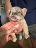 Teddy, a male French Bulldog for sale in Hartwell, GA – 2 of 8
