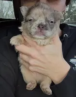 Teddy, a male French Bulldog for sale in Hartwell, GA – Photo 2 of 4