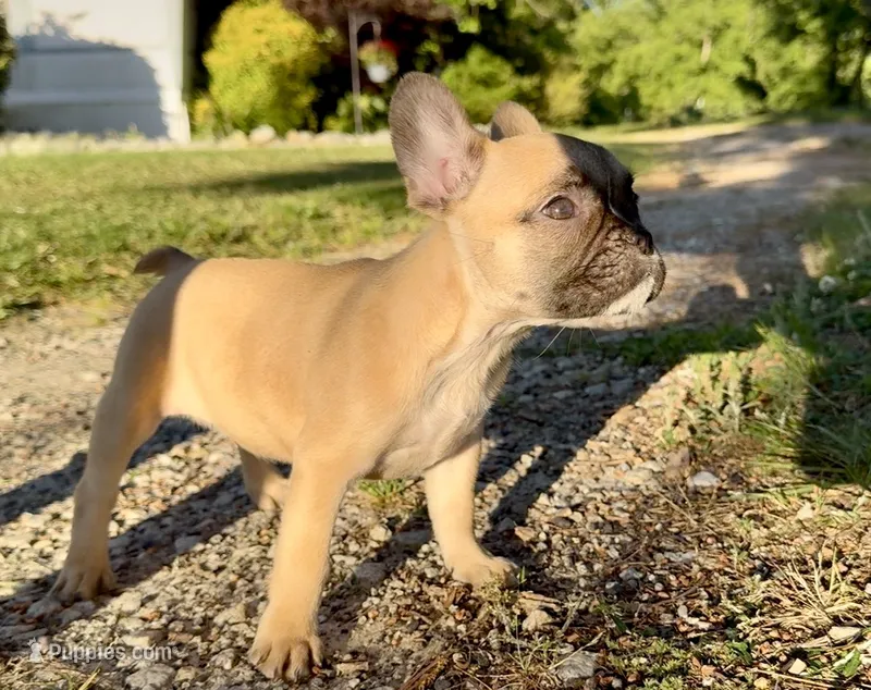 Chloe – French Bulldog puppy for sale in Hartwell, GA