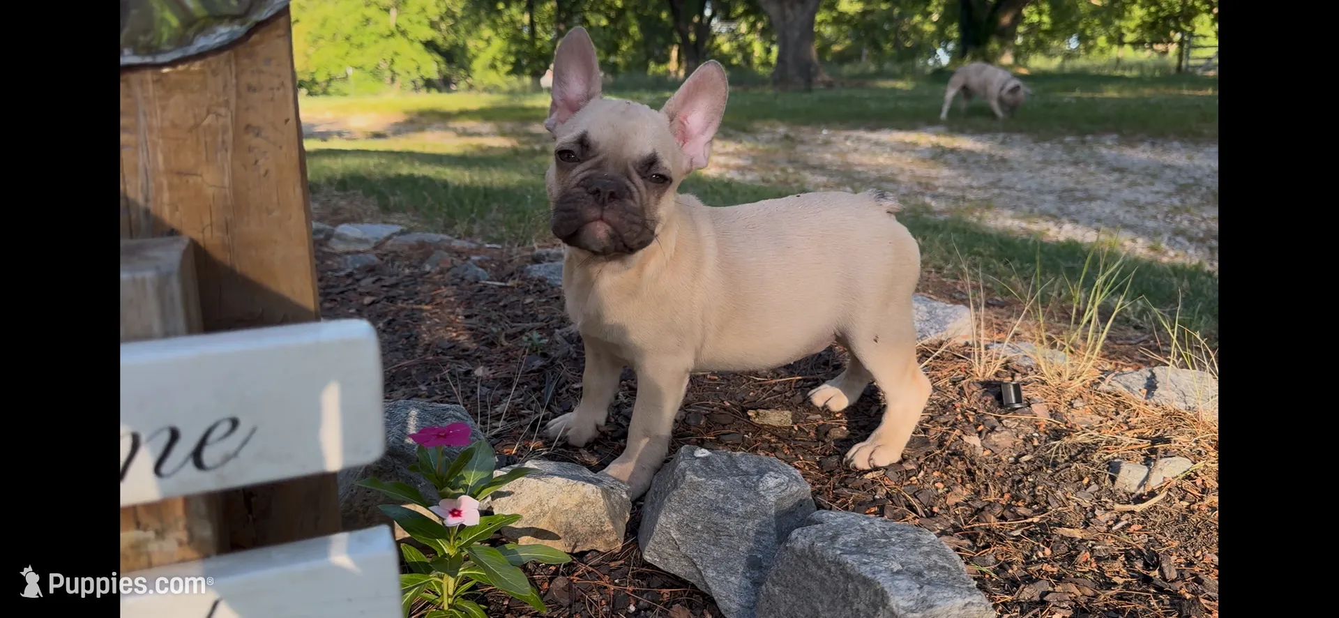 Aiko, a male French Bulldog for sale in Hartwell, GA – 6 of 6