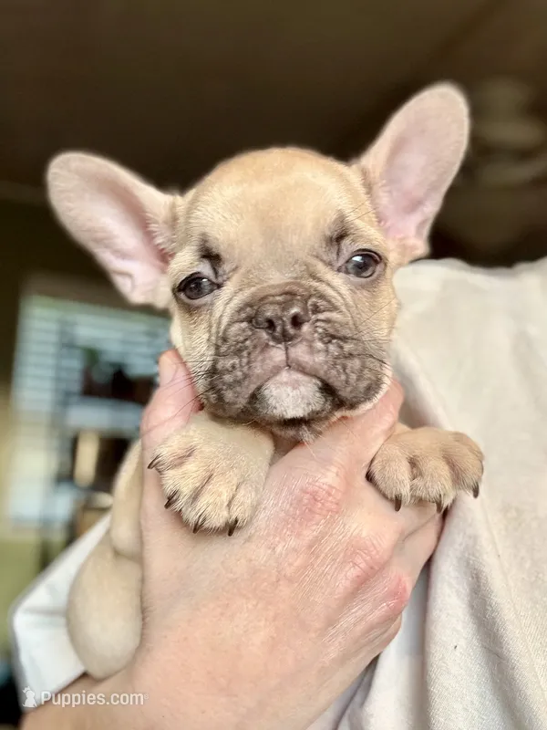 Aiko – French Bulldog puppy for sale in Hartwell, GA