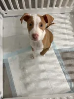 Zeus, a male American Pit Bull Terrier for sale in Paterson, NJ – 9 of 9