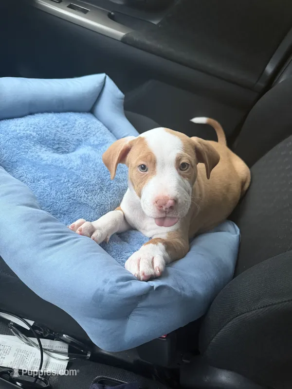 Zeus – American Pit Bull Terrier puppy for sale in Paterson, NJ