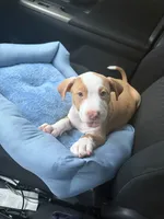 Zeus, a male American Pit Bull Terrier for sale in Paterson, NJ – 1 of 9