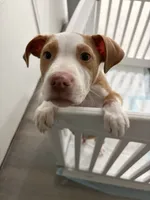 Zeus, a male American Pit Bull Terrier for sale in Paterson, NJ – 8 of 9