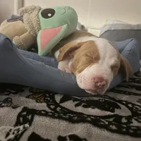 Zeus, a male American Pit Bull Terrier for sale in Paterson, NJ – 5 of 9