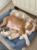 Zeus, a male American Pit Bull Terrier for sale in Paterson, NJ – 6 of 9