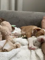 Zeus, a male American Pit Bull Terrier for sale in Paterson, NJ – 2 of 9
