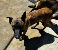 Marley, a male Belgian Malinois for sale in Jamul, CA – 2 of 2