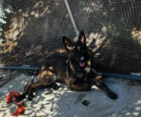 Rena, a female Belgian Malinois for sale in Jamul, CA – 3 of 3