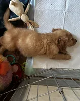 Golden pup, a male Golden Retriever and English Cream Golden Retriever for sale in Jamul, CA – 3 of 3