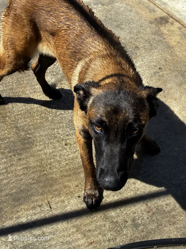 Marley – Belgian Malinois puppy for sale in Jamul, CA