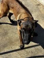Marley, a male Belgian Malinois for sale in Jamul, CA – 1 of 2