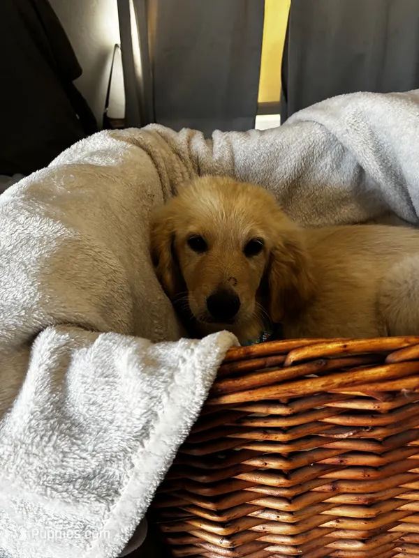 Puppy – Golden Pyrenees puppy for sale in 