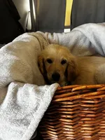 Puppy, a female Golden Pyrenees for sale in Jamul, CA – 1 of 1