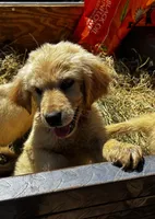 Puppy, a female Golden Pyrenees for sale in ,  – 2 of 2