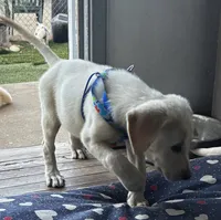 Puppy, a female Golden Pyrenees for sale in ,  – 2 of 2