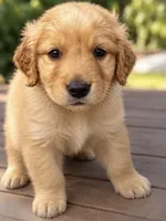 Golden pup, a male Golden Retriever and English Cream Golden Retriever for sale in Jamul, CA – 1 of 3