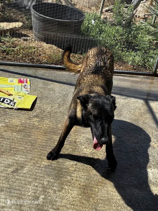 Rena – Belgian Malinois puppy for sale in 