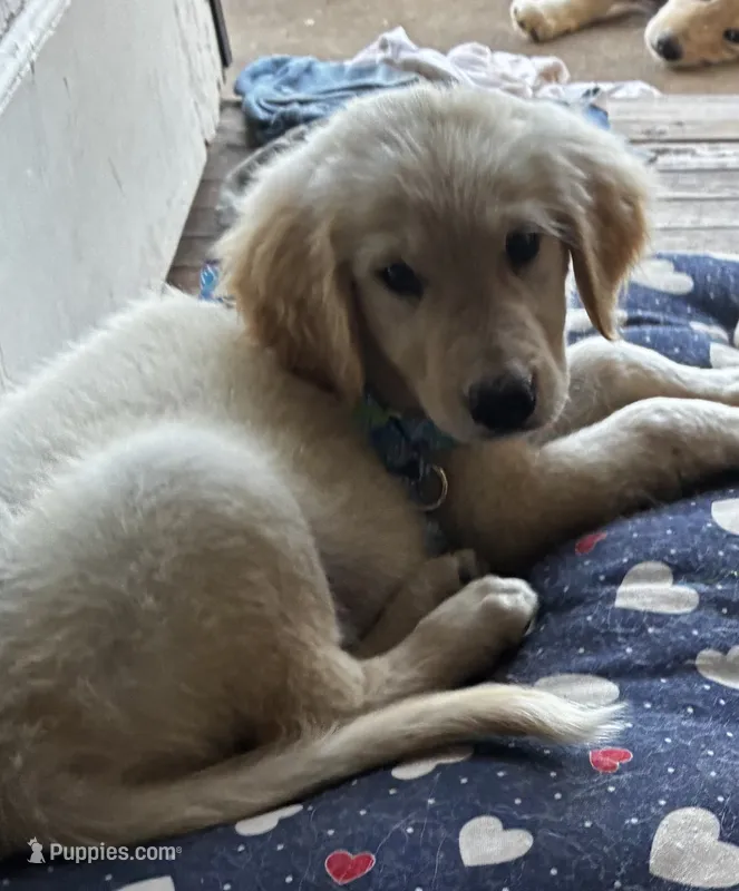 Puppy – Golden Pyrenees puppy for sale in 