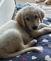 Puppy, a female Golden Pyrenees for sale in ,  – 1 of 2
