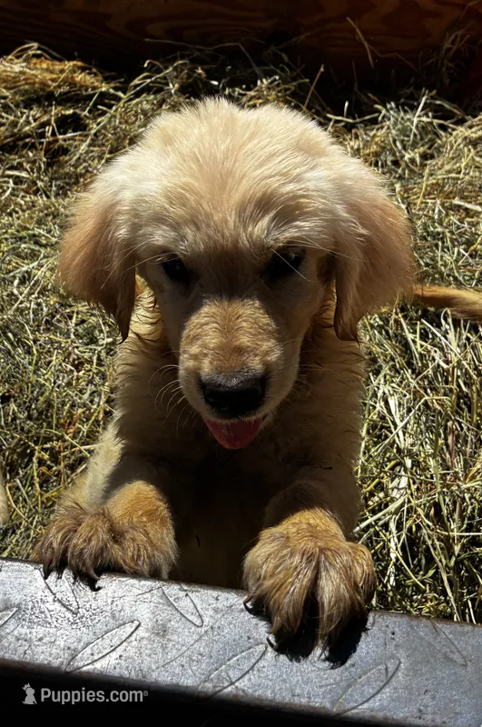 Puppy – Golden Pyrenees puppy for sale in 