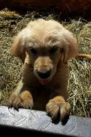 Puppy, a female Golden Pyrenees for sale in ,  – 1 of 2