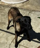 Rena, a female Belgian Malinois for sale in ,  – 2 of 2