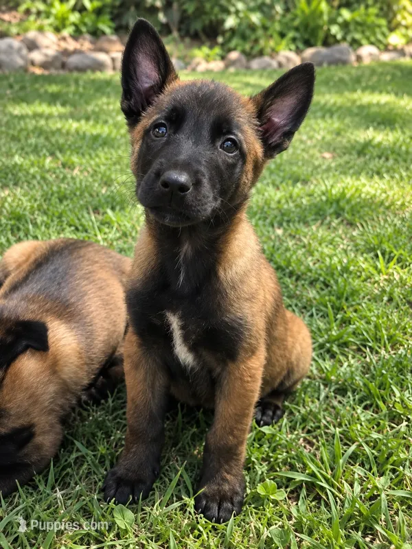 Puppy#1 – Belgian Malinois puppy for sale in Jamul, CA