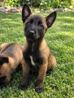 Puppy#1, a male Belgian Malinois for sale in Jamul, CA – 1 of 1